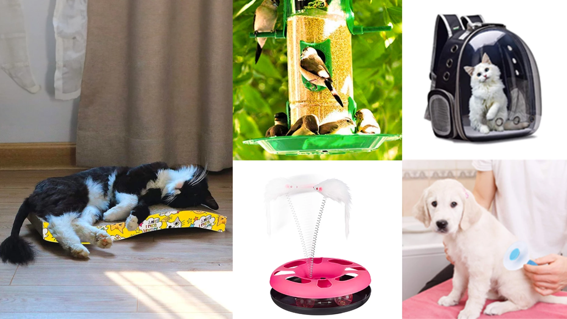 Pet Accessories to look like on your furry, feathered, and finned friends